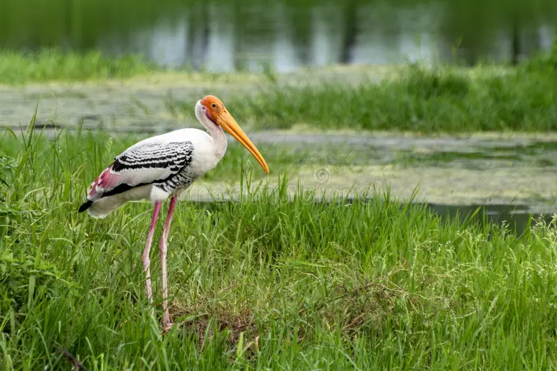 painted-stork