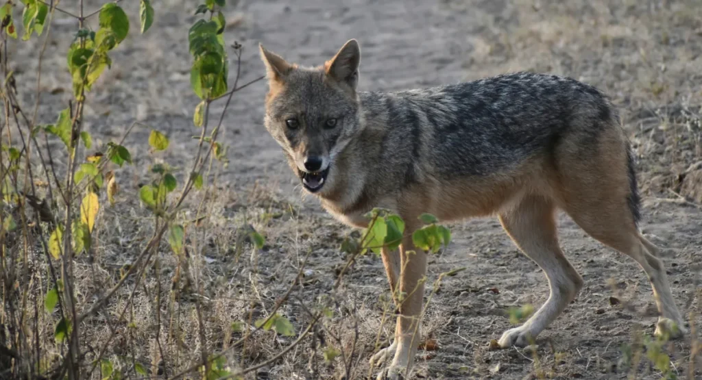 Black backed jackle in gir national park