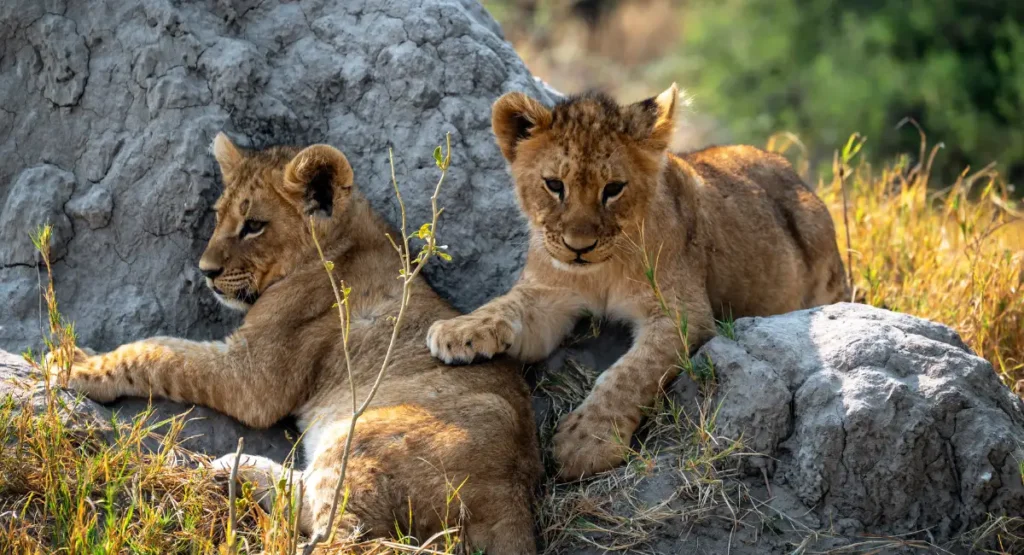 Cute Lion Cubs