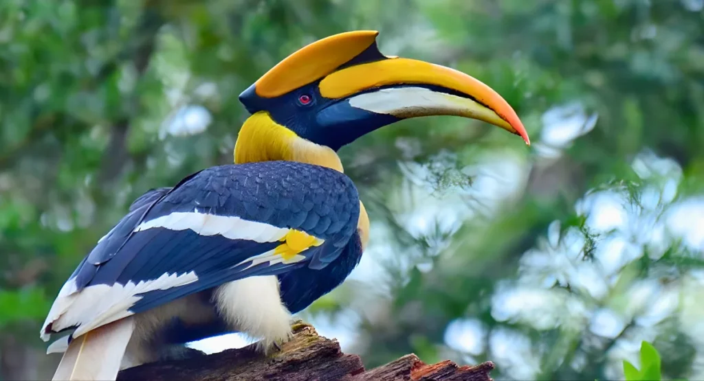Great Hornbill