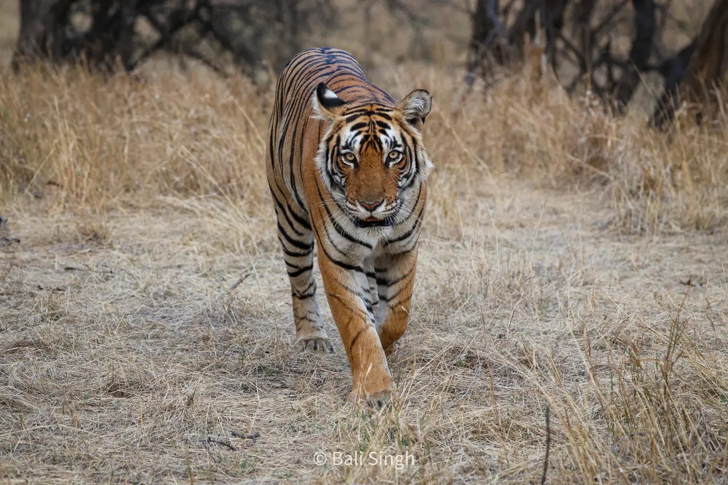 Pench-Kanha-Bandhavgarh-Tournee
