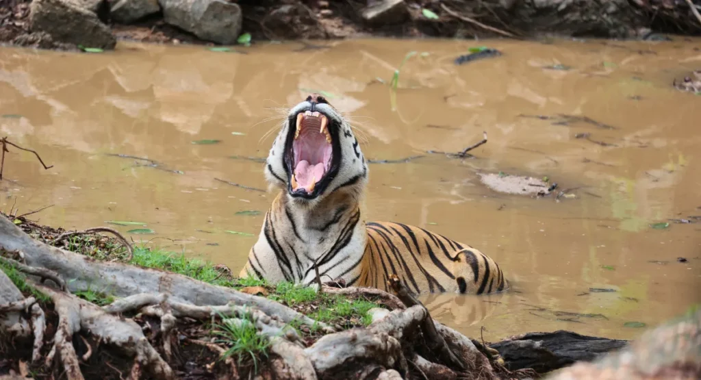 Pench Tiger