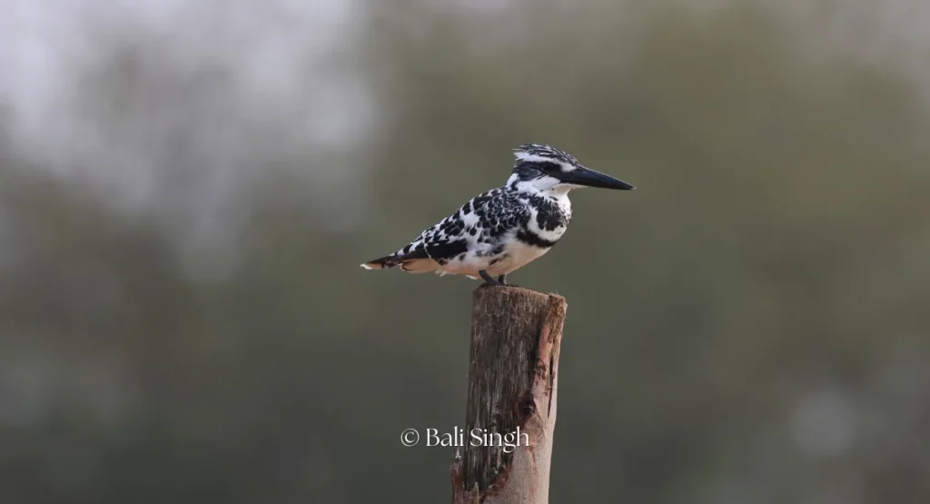 Pied Kingfisher