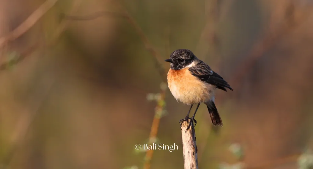 Siberian Stonechat