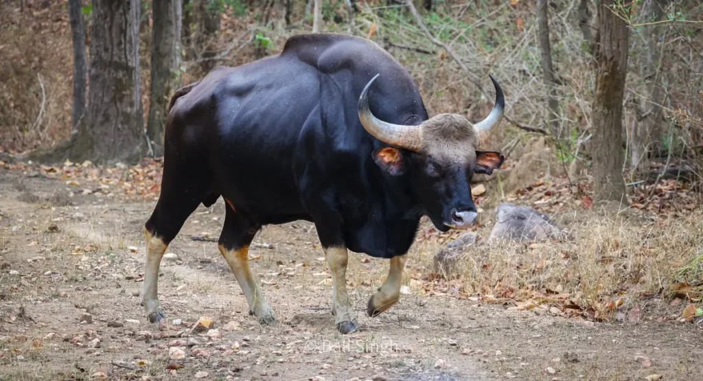 gaur