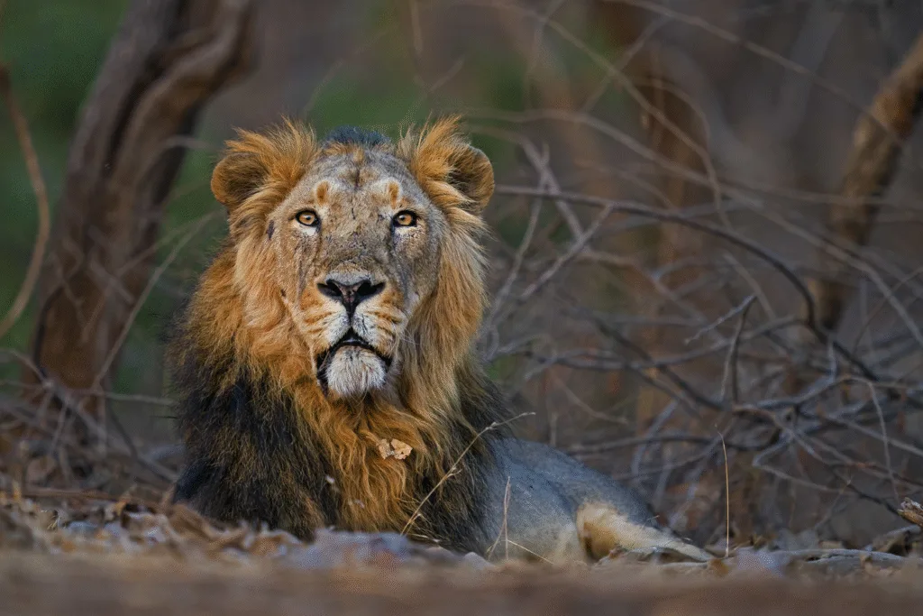 gir-national-park