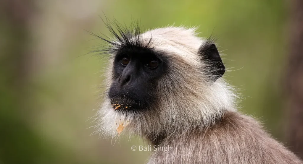 hanuman langur