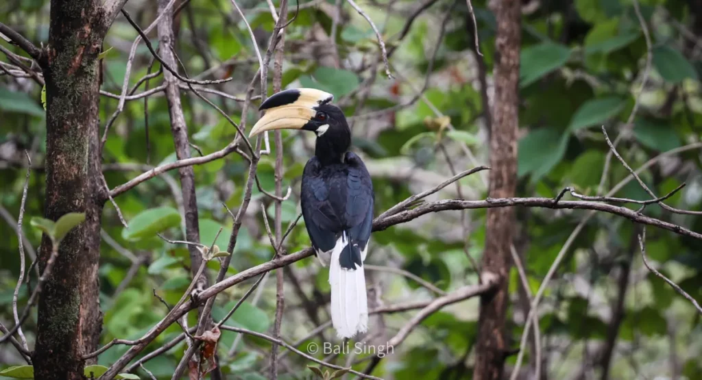 hornbill