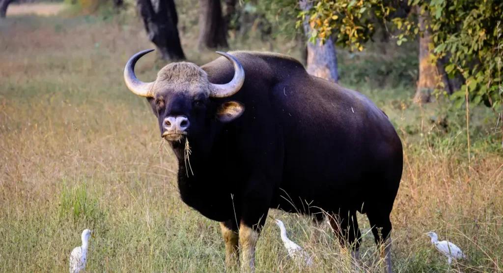 indian gaur