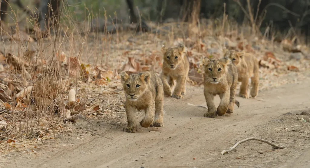 lion cubs