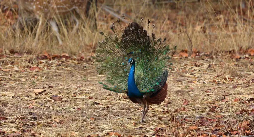peacock