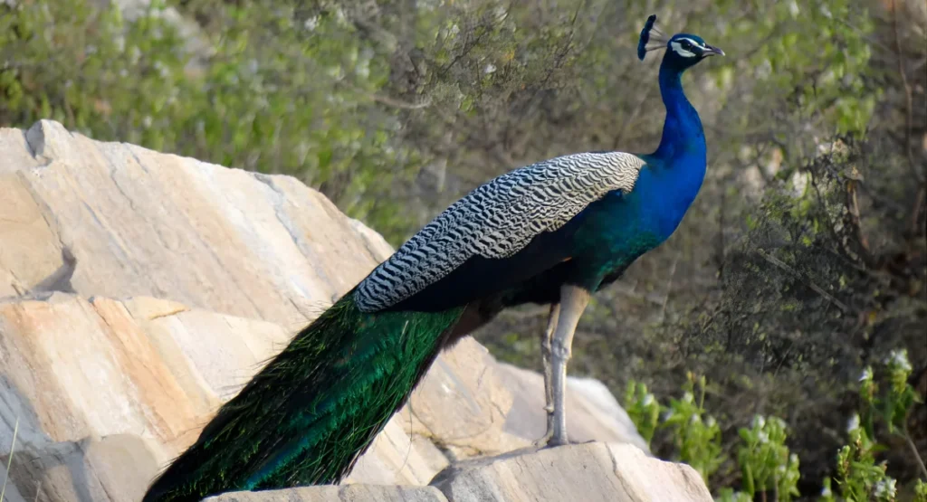 peacock