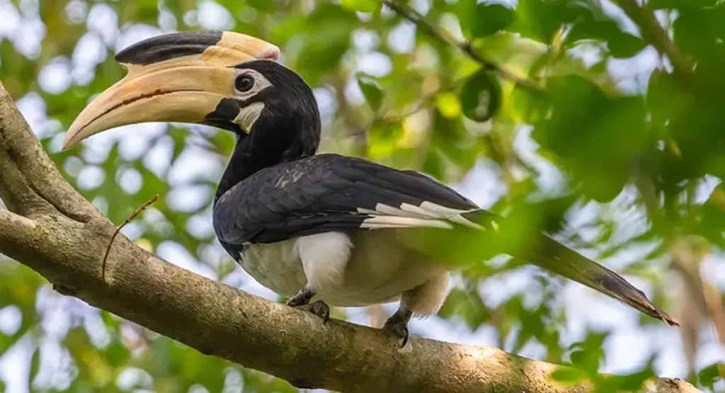 pied hornbill