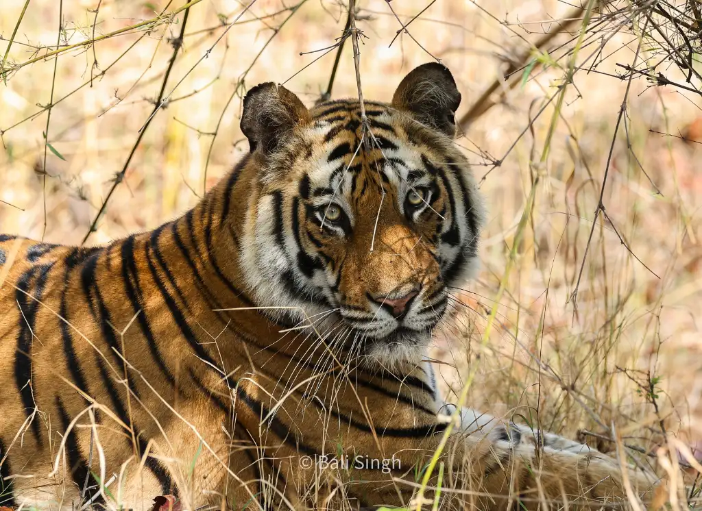 Parc National De Ranthambore