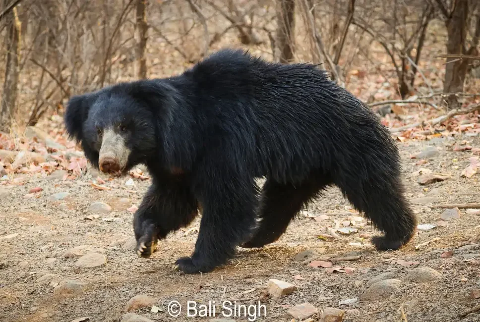 sloth bear