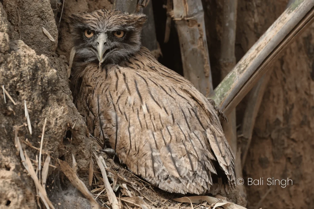 Parc National De Keoladeo