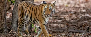 Parc national de Bandhavgarh | Safari Tigre au Cœur du Madhya Pradesh