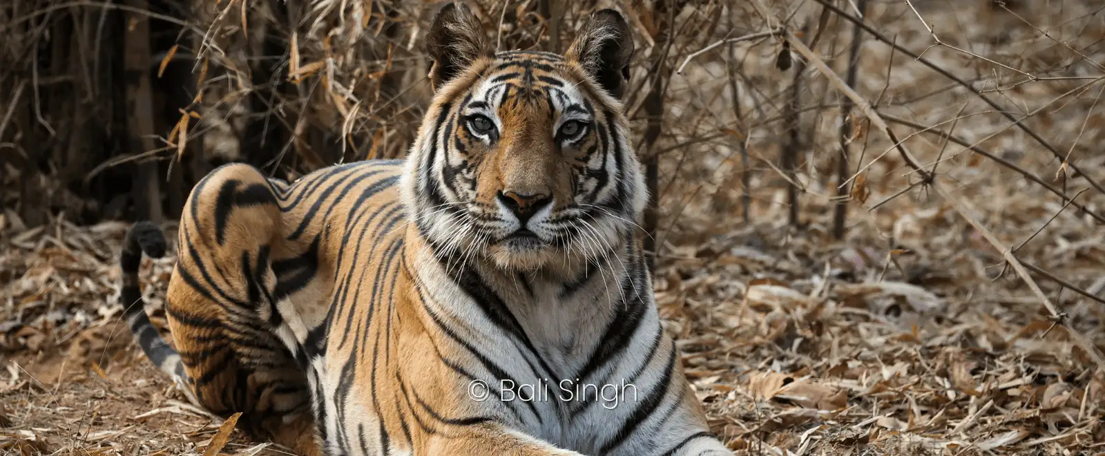 kanha national park