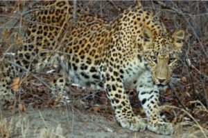 Parc national de Panna | Le Joyau Sauvage du Madhya Pradesh
