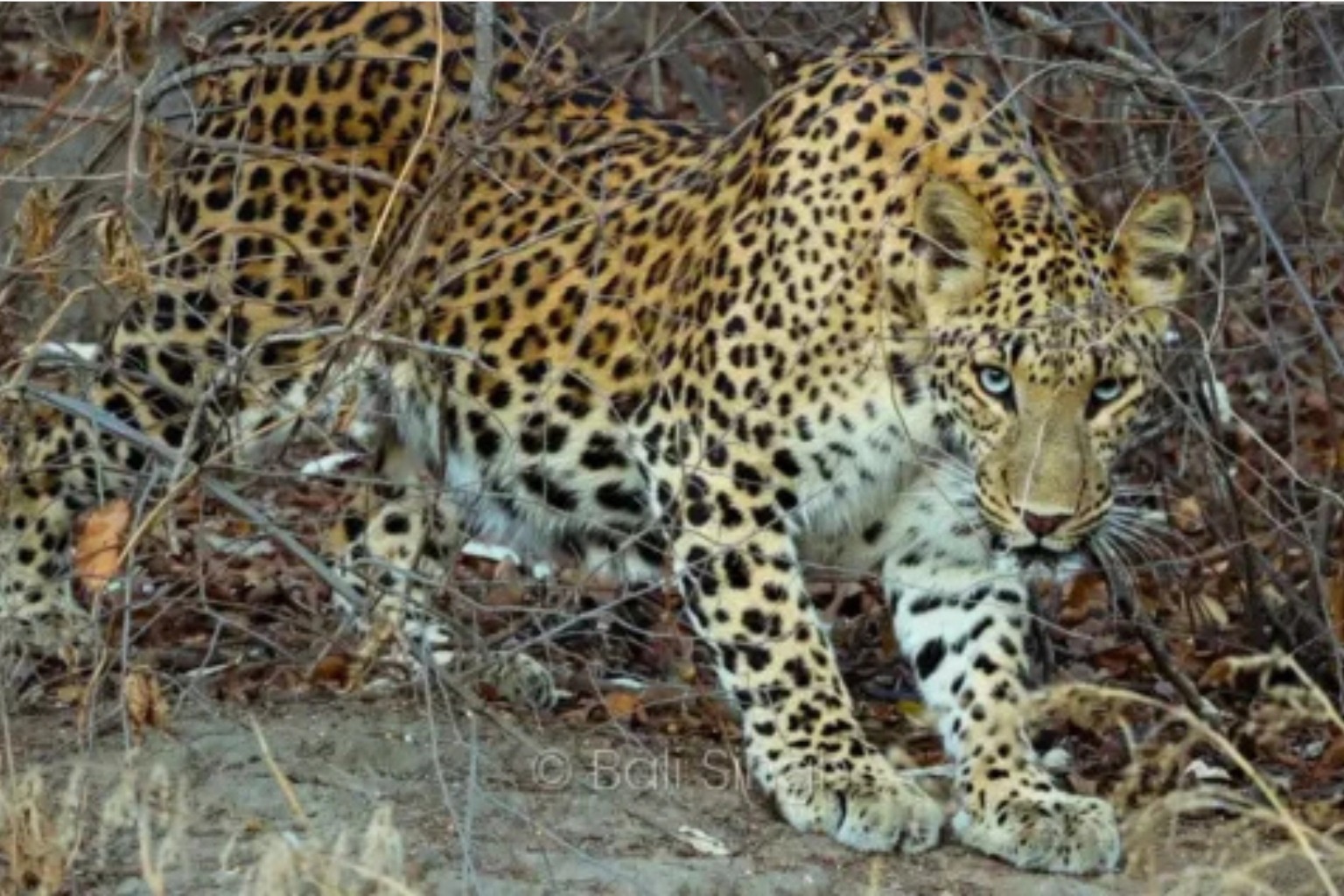 Parc national de Panna | Le Joyau Sauvage du Madhya Pradesh