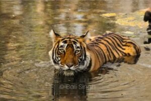 Parc National de Pench | Sur les Traces du Livre de la Jungle en Inde