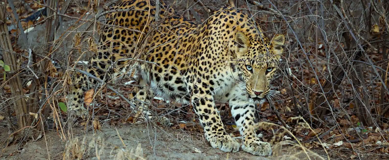 Parc national de Panna