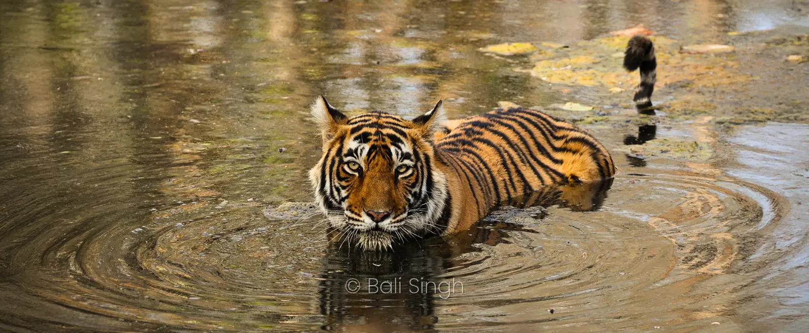 Parc National de Pench