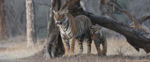 Parc national de Ranthambore | Safari Tigre au Cœur du Rajasthan