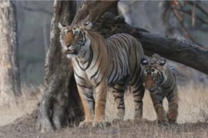Parc national de Ranthambore | Safari Tigre au Cœur du Rajasthan