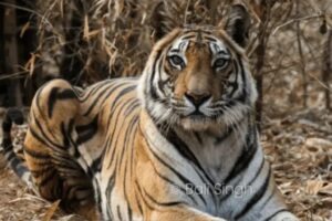 Parc national de Kanha | Le Royaume Sauvage qui a Inspiré Le Livre de la Jungle