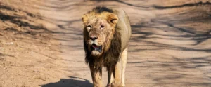 Parc National De Gir | Le Dernier Refuge du Lion d’Asie en Inde