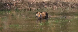 Parc National De Jim Corbett | Le Plus Ancien Parc National