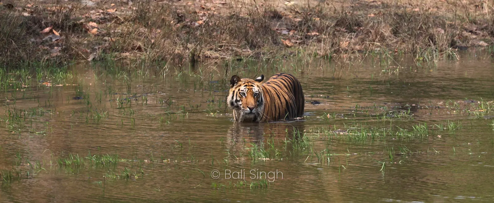 Parc National De Jim Corbett