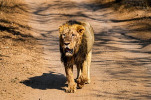 Parc National De Gir | Le Dernier Refuge du Lion d’Asie en Inde
