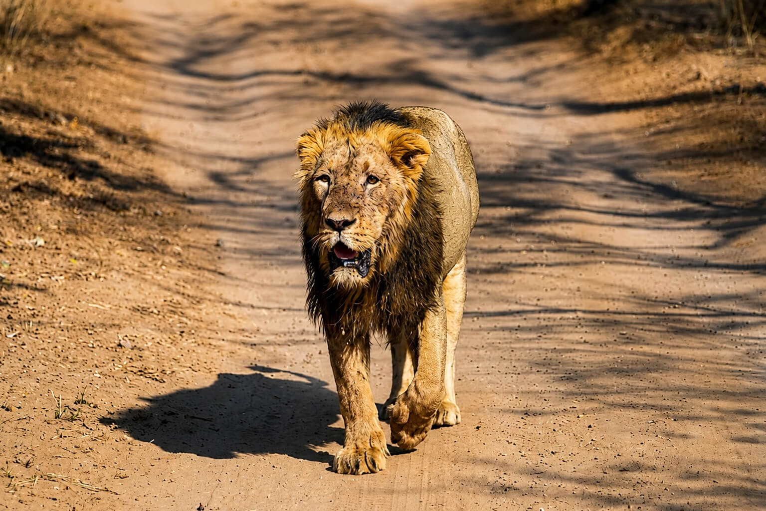 Parc National De Gir | Le Dernier Refuge du Lion d’Asie en Inde
