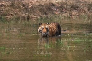 Parc National De Jim Corbett | Le Plus Ancien Parc National