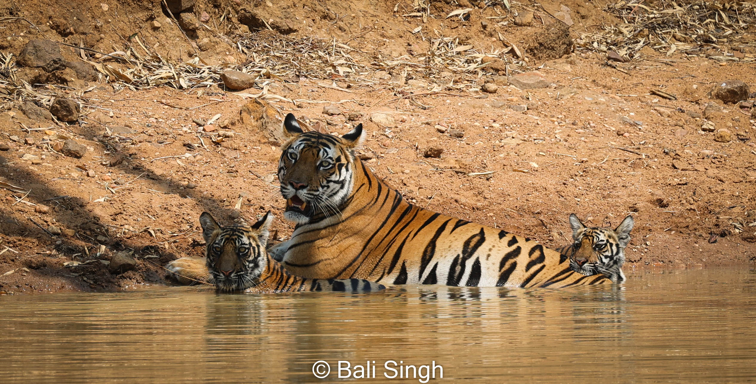 Three Tigers in a one frame