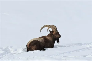 The Himalayan Ibex (Capra sibirica) is a wild mountain goat living on high cliffs in Spiti Valley, Himachal Pradesh