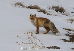 Fox in spiti valley, himachal pradesh