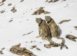 Snow Leopard spiti valley himachal pradesh