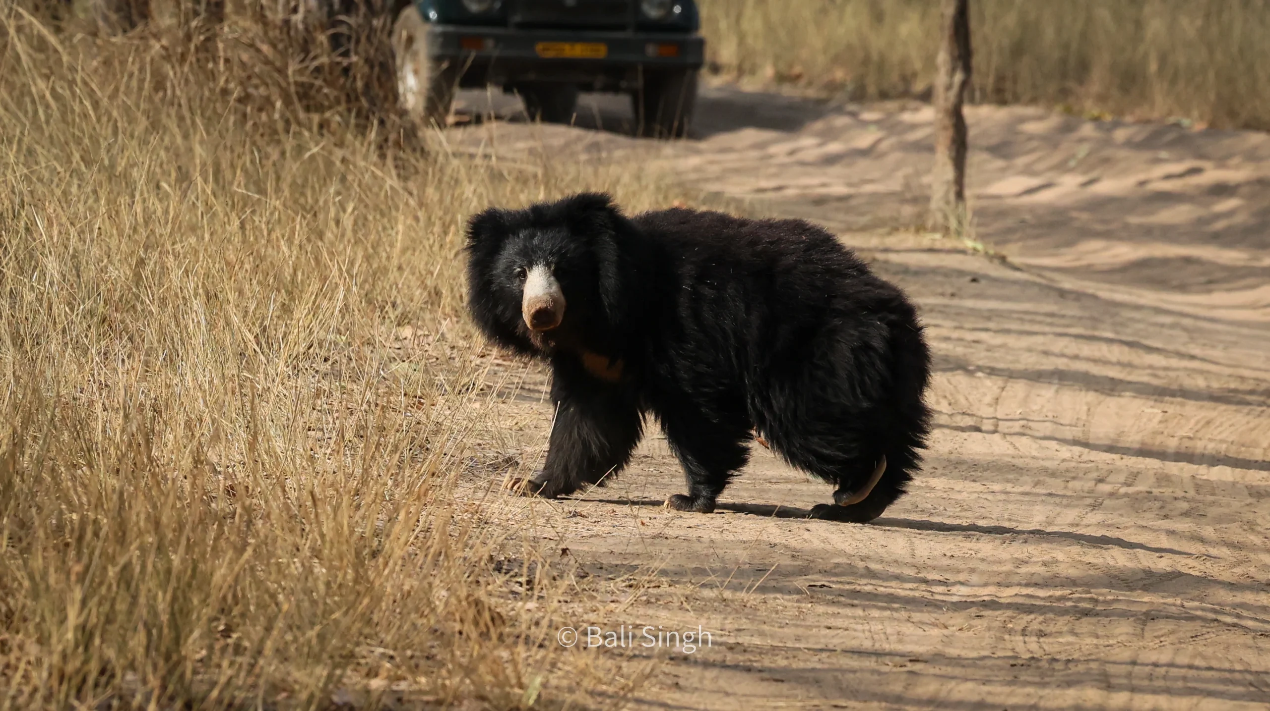 indian sloth bear