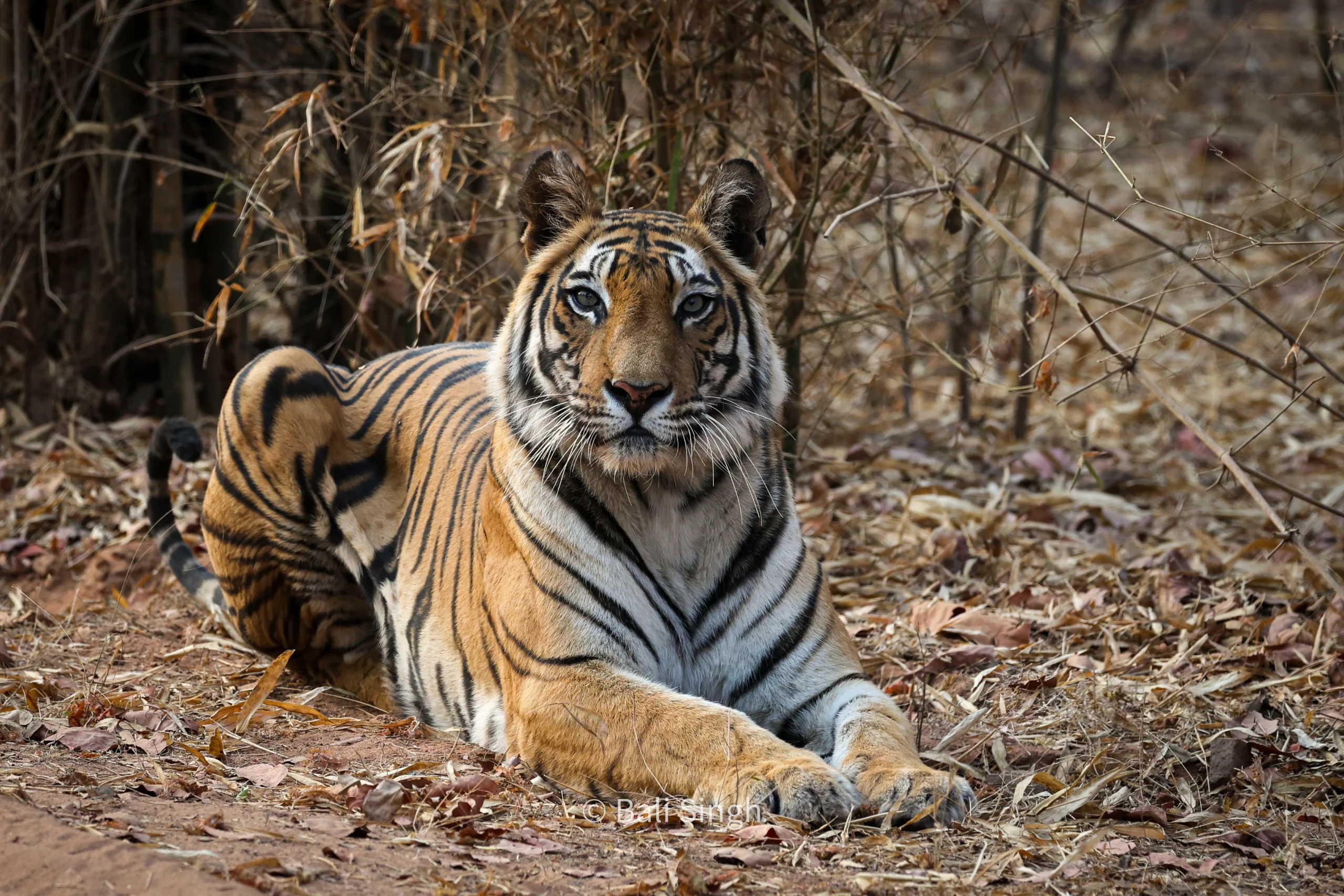 indian tiger