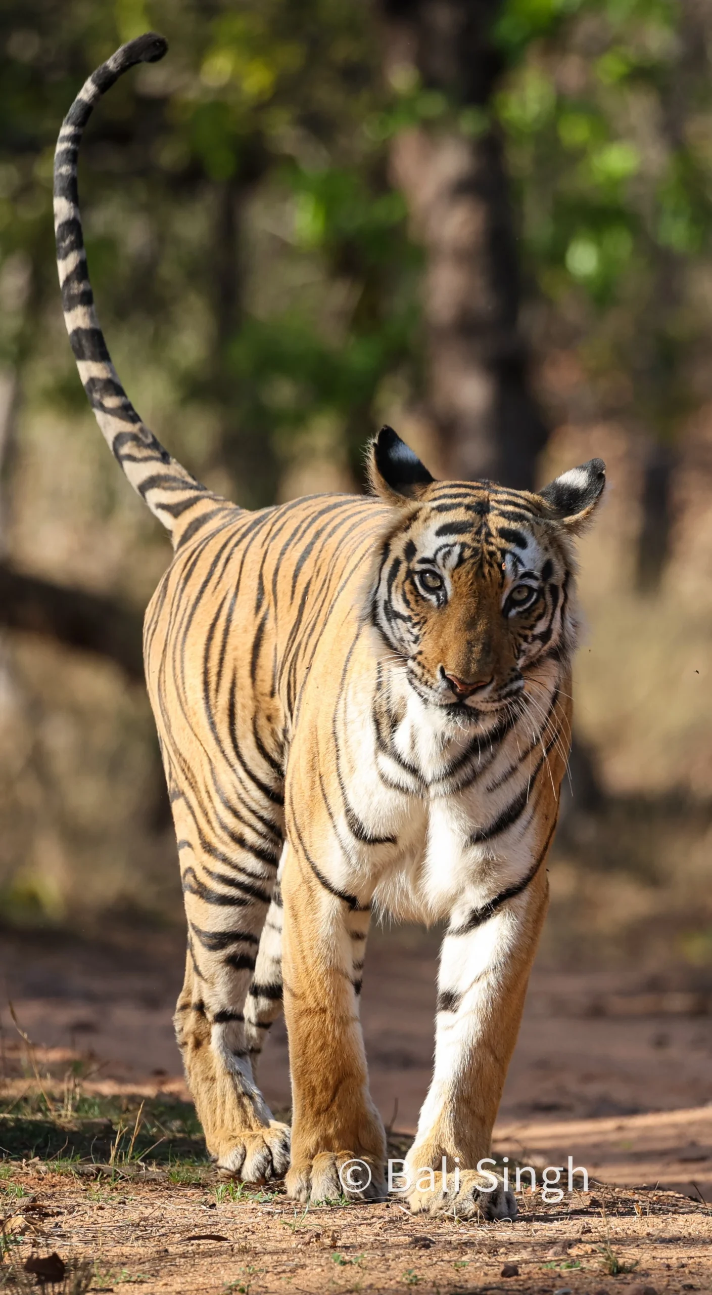 Tigre indien sauvage dans la jungle