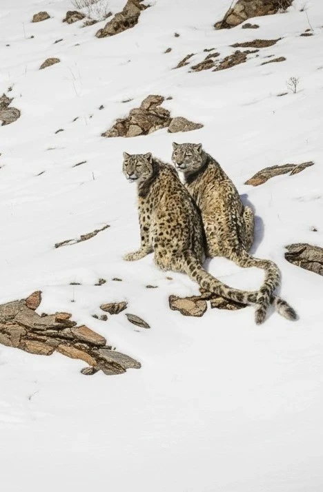 Snow Leopard spiti valley himachal pradesh