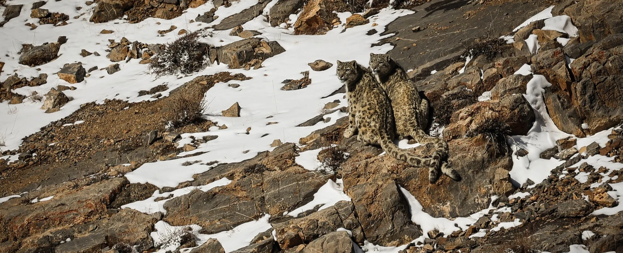 Snow Leopard spiti valley himachal pradesh