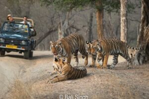 Safari tigre à Ranthambore : meilleure période, zones et conseils pratiques