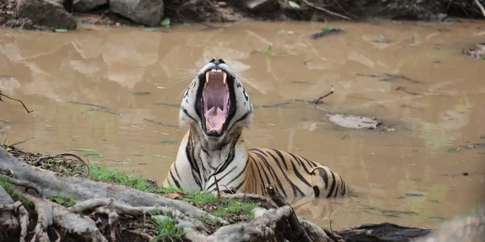 PARC NATIONAL DE PENCH