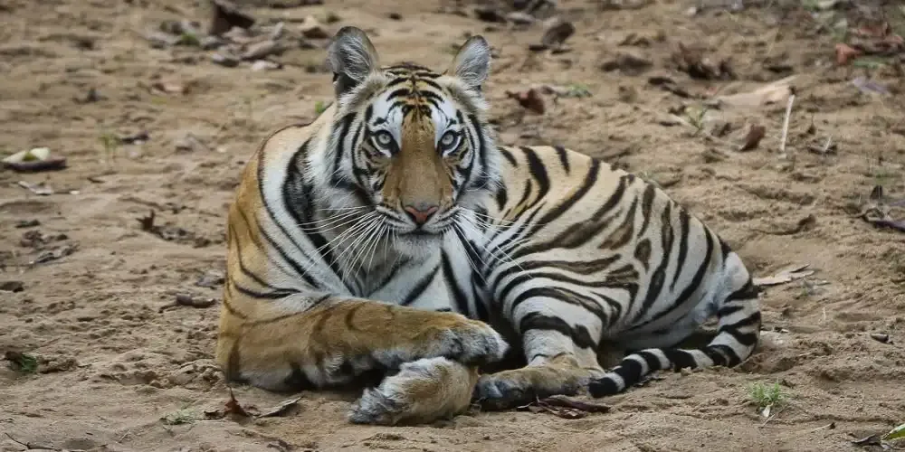 PARC NATIONAL DE RANTHAMBORE